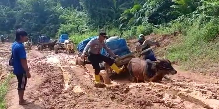 Viral, Distribusi Surat Suara Pemilu 2019 Gunakan Tenaga Sapi Viral, Distribusi Surat Suara Pemilu 2019 Gunakan Tenaga Sapi