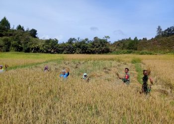 Beri Semangat, Koramil 09/Onan Ganjang Dampingi Petani Panen Padi