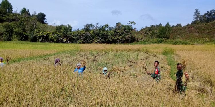 Beri Semangat, Koramil 09/Onan Ganjang Dampingi Petani Panen Padi