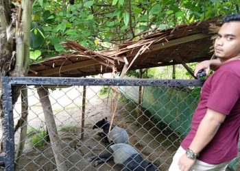 Tapir dari Asahan yang Diserahkan ke Taman Hewan Siantar ternyata Hamil 4 Bulan