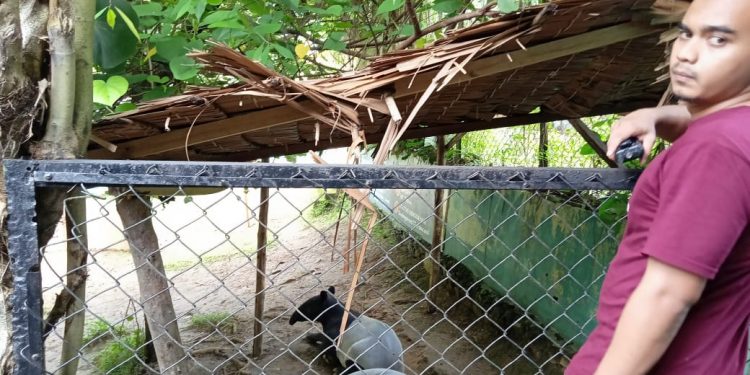 Tapir dari Asahan yang Diserahkan ke Taman Hewan Siantar ternyata Hamil 4 Bulan Tapir dari Asahan yang Diserahkan ke Taman Hewan Siantar ternyata Hamil 4 Bulan