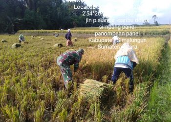Dalam Rangka Panen Padi Warga Binaan, Personel Jajaran Kodim 0207/Simalungun Bantu Petani Memanen