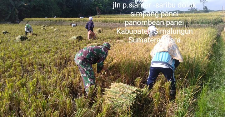 Dalam Rangka Panen Padi Warga Binaan, Personel Jajaran Kodim 0207/Simalungun Bantu Petani Memanen