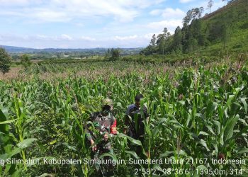 Personel Kodim 0207/simalungun Laksanakan Pendampingi Perawatan Jagung Kepada Petani
