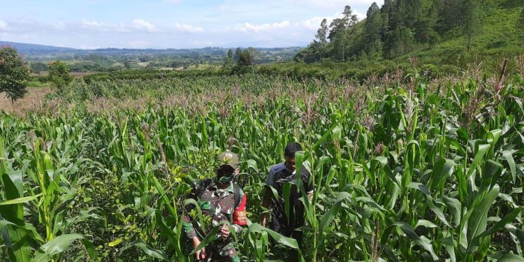 Personel Kodim 0207/simalungun Laksanakan Pendampingi Perawatan Jagung Kepada Petani Personel Kodim 0207/simalungun Laksanakan Pendampingi Perawatan Jagung Kepada Petani