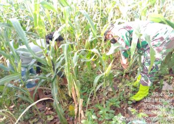 Personel Jajaran Kodim 0207/Simalungun Laksanakan Upsus Cek Hama Dan Rumput Jagung