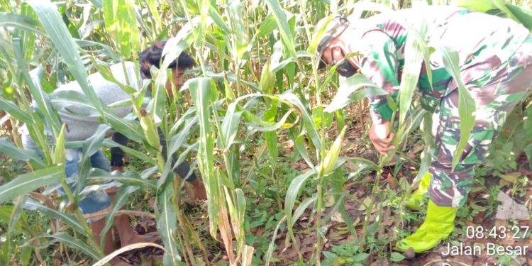 Personel Jajaran Kodim 0207/Simalungun Laksanakan Upsus Cek Hama Dan Rumput Jagung Personel Jajaran Kodim 0207/Simalungun Laksanakan Upsus Cek Hama Dan Rumput Jagung