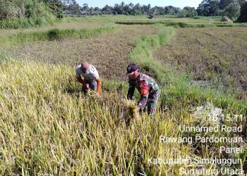 Musim Panen, Personel Jajaran Kodim 0207/Simalungun Melalui Koramil 03/Siantar Selatan Turun ke Sawah Warga