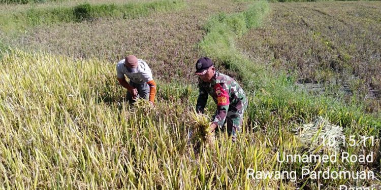 Musim Panen, Personel Jajaran Kodim 0207/Simalungun Melalui Koramil 03/Siantar Selatan Turun ke Sawah Warga
