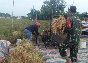 Walaupun Panas Terik, Para Petani Terasa Adem Saat Didampingi Babinsa Kodim 0207/Simalungun Panen Padi