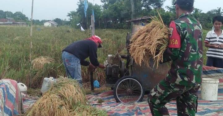 Walaupun Panas Terik, Para Petani Terasa Adem Saat Didampingi Babinsa Kodim 0207/Simalungun Panen Padi