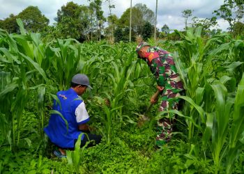 Personel Kodim 0207/Simalungun Bantu Petani Menebar Pupuk Jagung