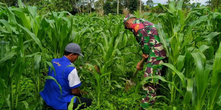 Personel Kodim 0207/Simalungun Bantu Petani Menebar Pupuk Jagung