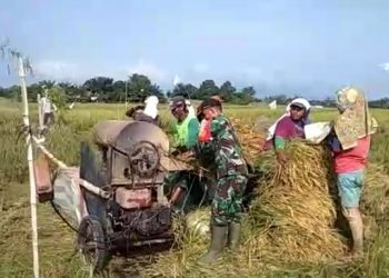 Dampingi Petani Panen Padi, Personel Jajaran Kodim 0207/Simalungun Turun ke Sawah