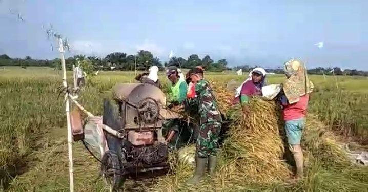 Dampingi Petani Panen Padi, Personel Jajaran Kodim 0207/Simalungun Turun ke Sawah Dampingi Petani Panen Padi, Personel Jajaran Kodim 0207/Simalungun Turun ke Sawah