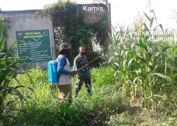 Tingkatkan Swasembada Pangan, Kodim 0208/Asahan Melalui Babinsa Semprotkan Racun Hama Jagung