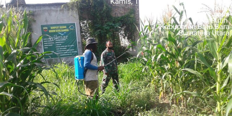 Tingkatkan Swasembada Pangan, Kodim 0208/Asahan Melalui Babinsa Semprotkan Racun Hama Jagung Tingkatkan Swasembada Pangan, Kodim 0208/Asahan Melalui Babinsa Semprotkan Racun Hama Jagung