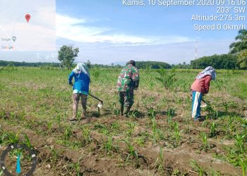 Personel Babinsa Kodim 0207/Simalungun Bantu Petani Bersihkan Rumput liar di Lahan Jagung