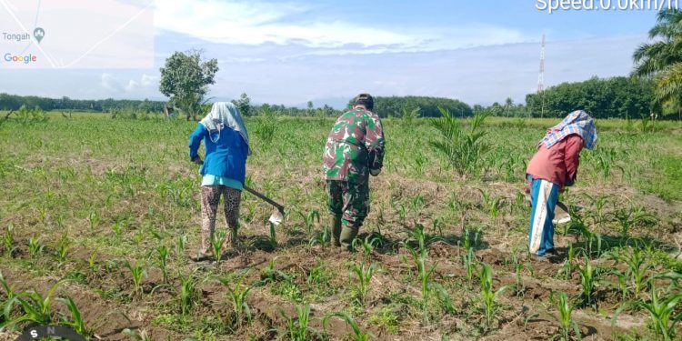 Personel Babinsa Kodim 0207/Simalungun Bantu Petani Bersihkan Rumput liar di Lahan Jagung