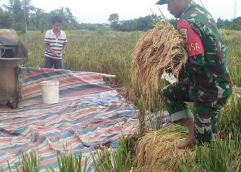 Dukung Swasembada Pangan, ersonel Jajaran Kodim 0207/Simalungun Bantu Petani Panen Padi Nagori Hanggar Leto