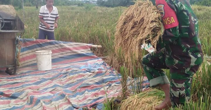 Dukung Swasembada Pangan, ersonel Jajaran Kodim 0207/Simalungun Bantu Petani Panen Padi Nagori Hanggar Leto Dukung Swasembada Pangan, ersonel Jajaran Kodim 0207/Simalungun Bantu Petani Panen Padi Nagori Hanggar Leto