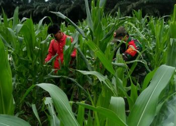 Personel Jajaran Kodim 0207/Simalungun Bantu Petani Pemupukan Tanaman Jagung Bersama Kelompok Tani