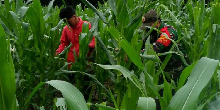 Personel Jajaran Kodim 0207/Simalungun Bantu Petani Pemupukan Tanaman Jagung Bersama Kelompok Tani Personel Jajaran Kodim 0207/Simalungun Bantu Petani Pemupukan Tanaman Jagung Bersama Kelompok Tani
