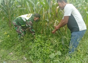 Personel Kodim 0207/Simalungun Melalui Babinsa Dampingi Petani Merawat Tanaman Jagung