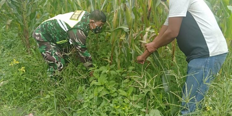 Personel Kodim 0207/Simalungun Melalui Babinsa Dampingi Petani Merawat Tanaman Jagung Personel Kodim 0207/Simalungun Melalui Babinsa Dampingi Petani Merawat Tanaman Jagung
