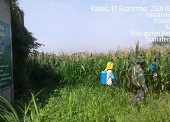 Jalin Kebersamaan, Personel Kodim 0208/Asahan Bersama Pok Tani Melaksanakan Penyemprotan Hama