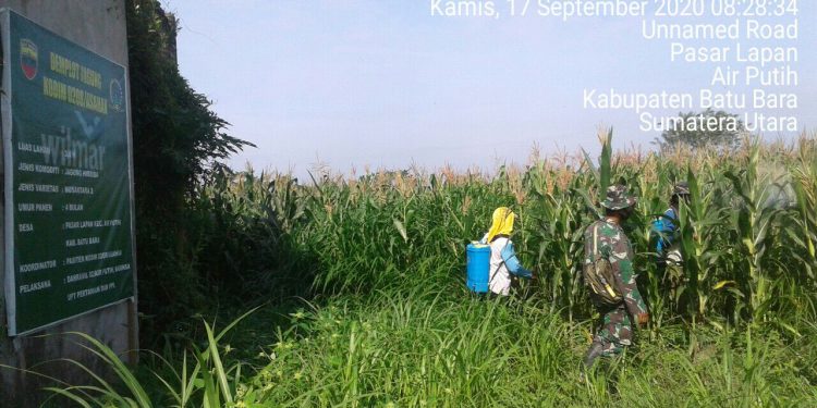 Jalin Kebersamaan, Personel Kodim 0208/Asahan Bersama Pok Tani Melaksanakan Penyemprotan Hama Jalin Kebersamaan, Personel Kodim 0208/Asahan Bersama Pok Tani Melaksanakan Penyemprotan Hama