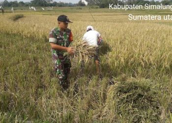 Sukseskan Swasembada Pangan, Personel Babinsa Kodim 0207/Simalungun Bantu Petani Panen Padi