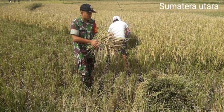 Sukseskan Swasembada Pangan, Personel Babinsa Kodim 0207/Simalungun Bantu Petani Panen Padi