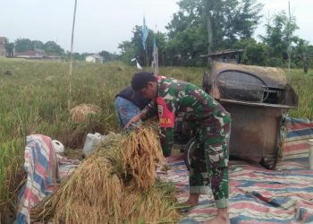 Personel Jajaran Kodim 0207/Simalungun Membantu Petani Panen Padi Disawah