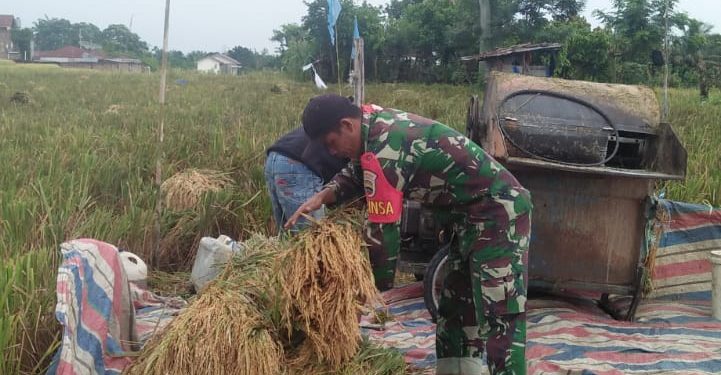 Personel Jajaran Kodim 0207/Simalungun Membantu Petani Panen Padi Disawah