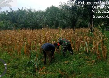 Personel Jajaran Kodim 0207/Simalungun Bantu Petani Panen Jagung