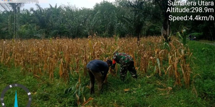 Personel Jajaran Kodim 0207/Simalungun Bantu Petani Panen Jagung Personel Jajaran Kodim 0207/Simalungun Bantu Petani Panen Jagung