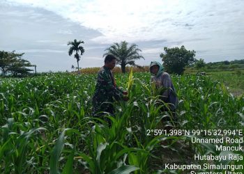 Personel Babinsa Kodim 0207/Simalungun Bantu Petani Bersihkan Rumput liar di Lahan Jagung