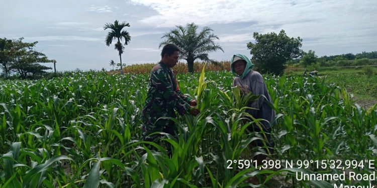 Personel Babinsa Kodim 0207/Simalungun Bantu Petani Bersihkan Rumput liar di Lahan Jagung