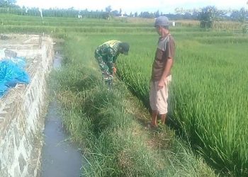 Kodim 0207/Simalungun Melalui Koramil 06/Perdagangan Dampingi Petani Perawatan Tanaman Padi