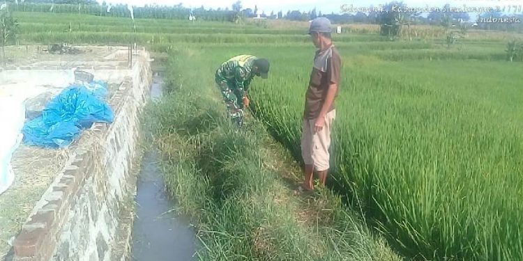 Kodim 0207/Simalungun Melalui Koramil 06/Perdagangan Dampingi Petani Perawatan Tanaman Padi Kodim 0207/Simalungun Melalui Koramil 06/Perdagangan Dampingi Petani Perawatan Tanaman Padi