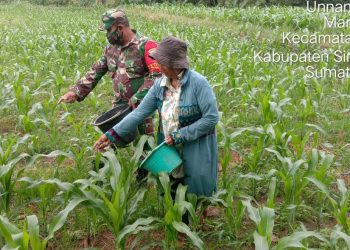 Personel Kodim 0207/Simalungun Dampingi Petani Merawat Tanaman Jagung