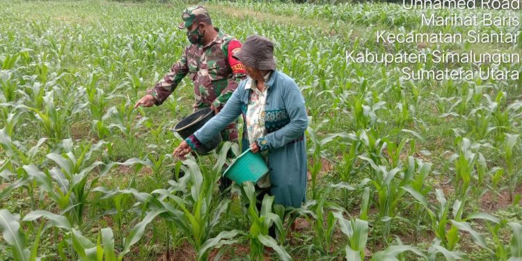 Personel Kodim 0207/Simalungun Dampingi Petani Merawat Tanaman Jagung Personel Kodim 0207/Simalungun Dampingi Petani Merawat Tanaman Jagung