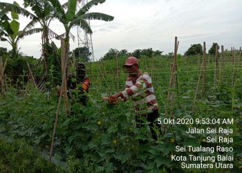 Personel Jajaran Kodim 0208/Asahan Tingkatkan Swasembada Pangan Bersama Petani