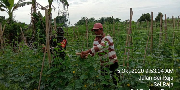 Personel Jajaran Kodim 0208/Asahan Tingkatkan Swasembada Pangan Bersama Petani