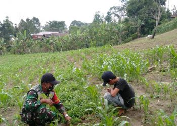 Ditengah Pandemic Covid-19, Babinsa Kodim 0207/Simalungun Bantu Petani Pendampingan Petani Panen Jagung