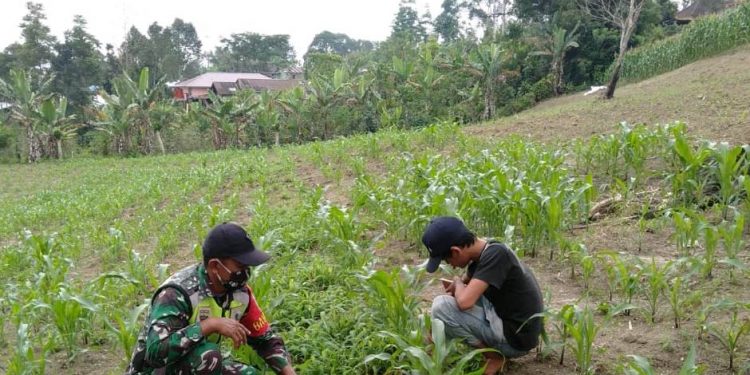 Ditengah Pandemic Covid-19, Babinsa Kodim 0207/Simalungun Bantu Petani Pendampingan Petani Panen Jagung