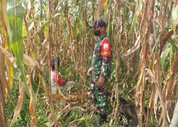 Personil Jajaran Kodim 0207/Simalungun Bantu Petani Panen Jagung