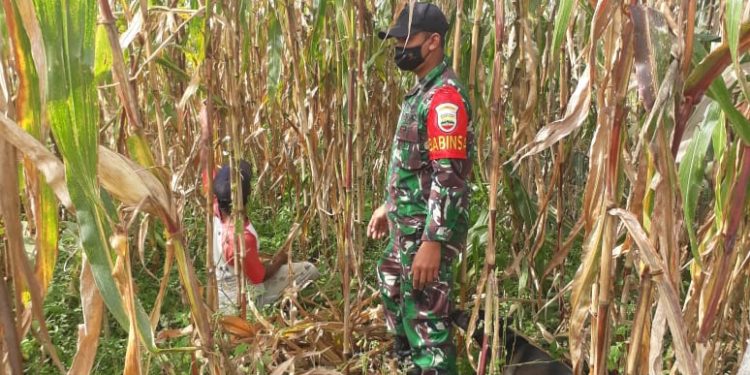 Personil Jajaran Kodim 0207/Simalungun Bantu Petani Panen Jagung Personil Jajaran Kodim 0207/Simalungun Bantu Petani Panen Jagung