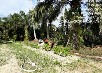 Tingkatkan Hasil Panen, Personel Jajaran Kodim 0208/Asahan Dampingi Petani Rawat Tanaman Cabe